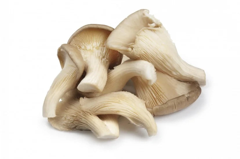 oester champignons 250gr bakje